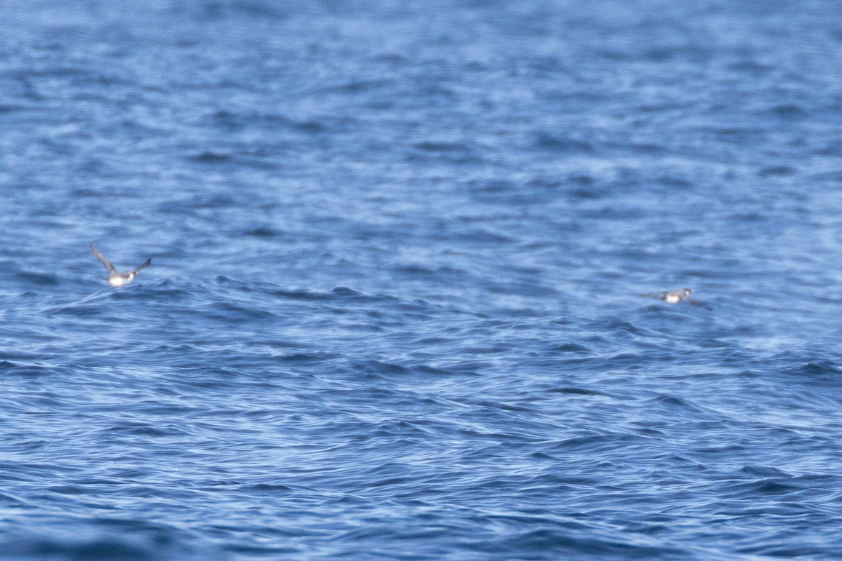 Ancient Murrelet - ML645371429