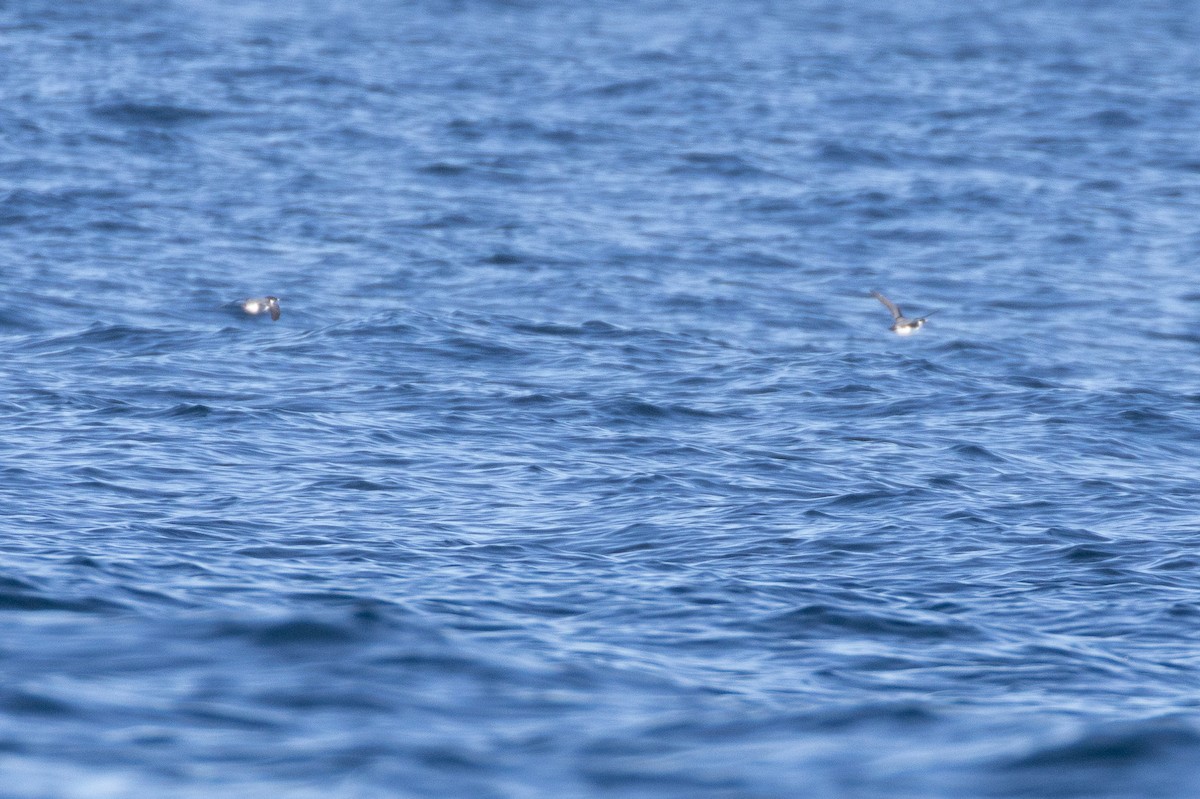 Ancient Murrelet - ML645371430