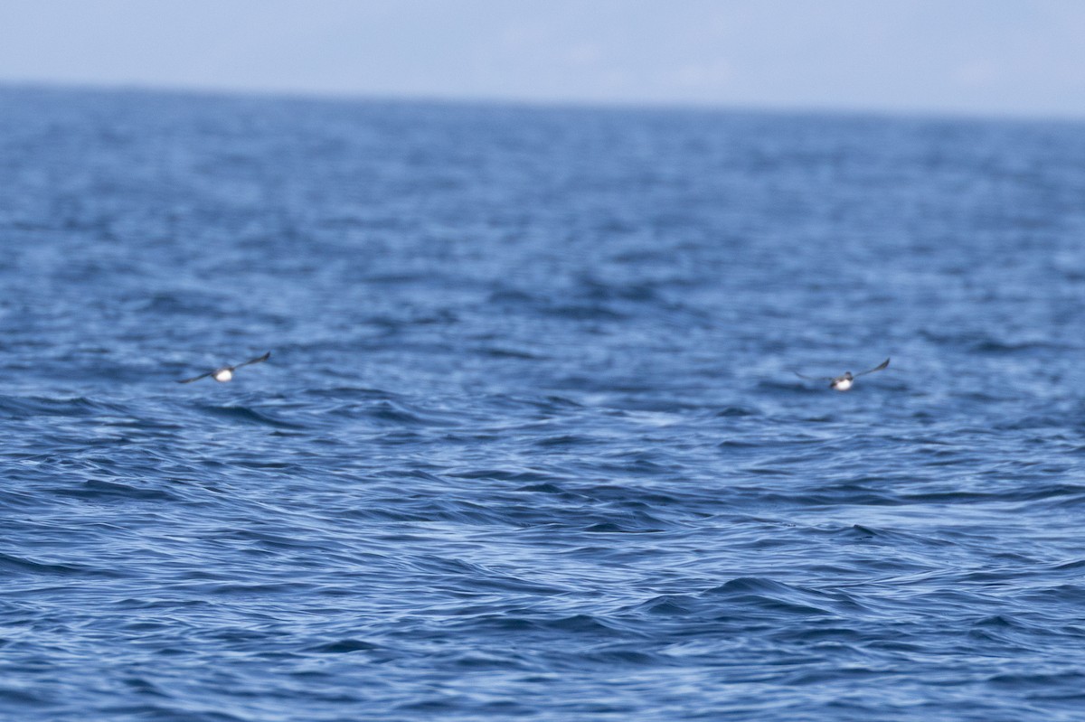 Ancient Murrelet - ML645371431