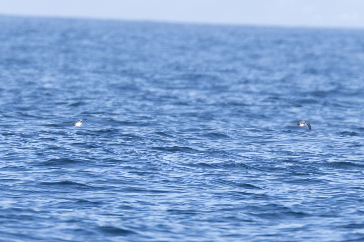 Ancient Murrelet - ML645371432