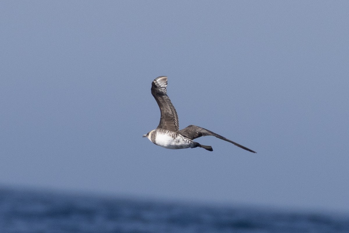 Pomarine Jaeger - ML645371444