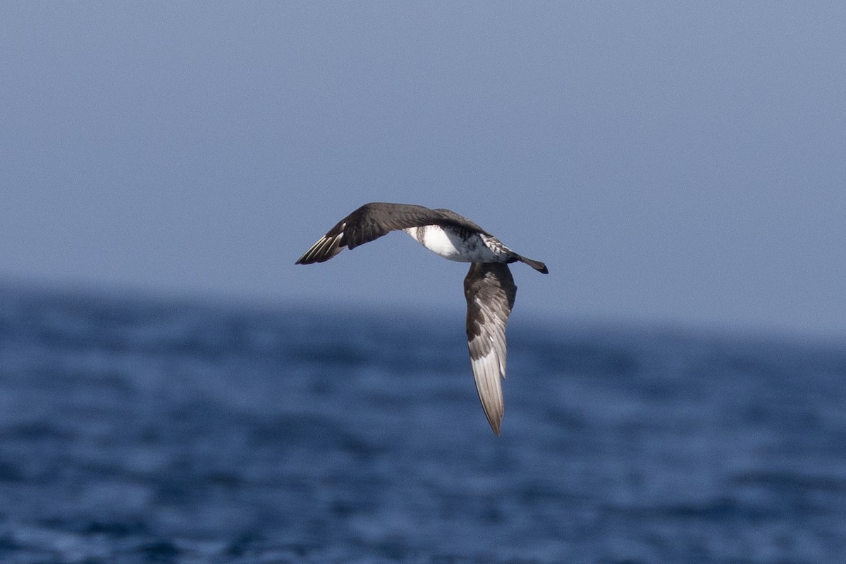 Pomarine Jaeger - ML645371445