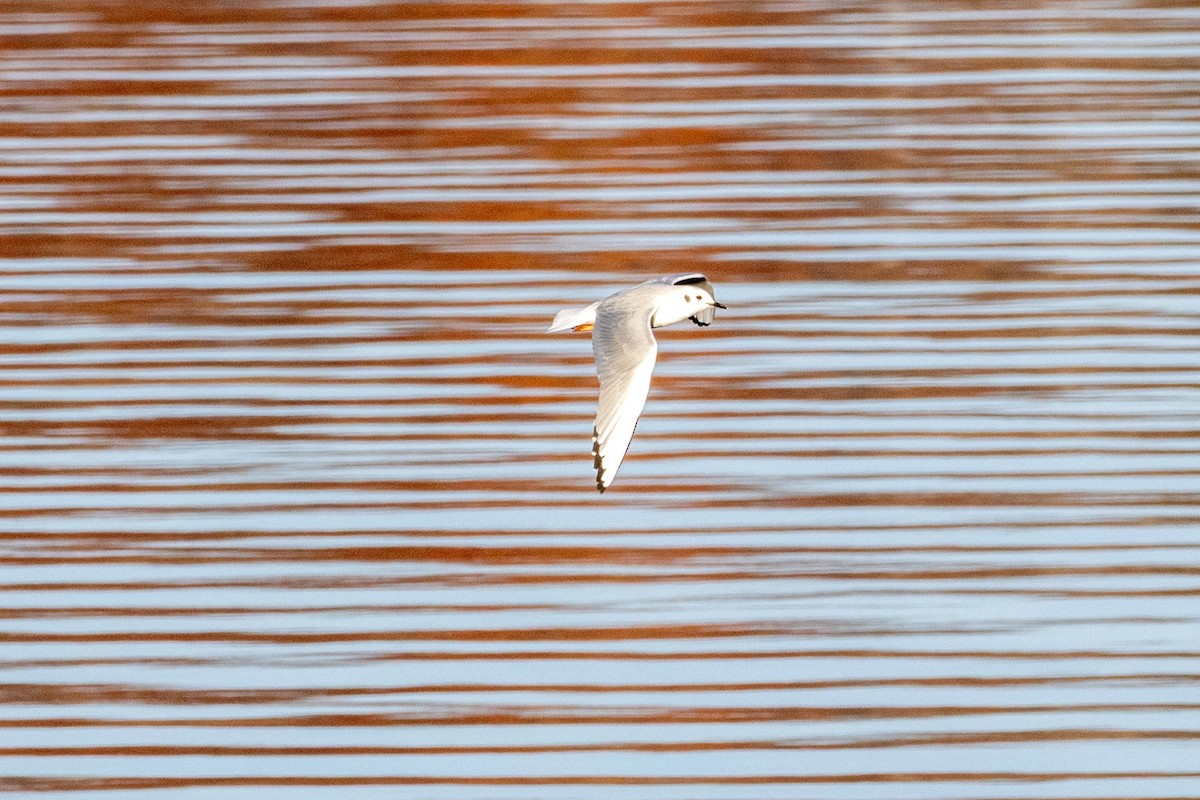 Bonaparte's Gull - ML645371453