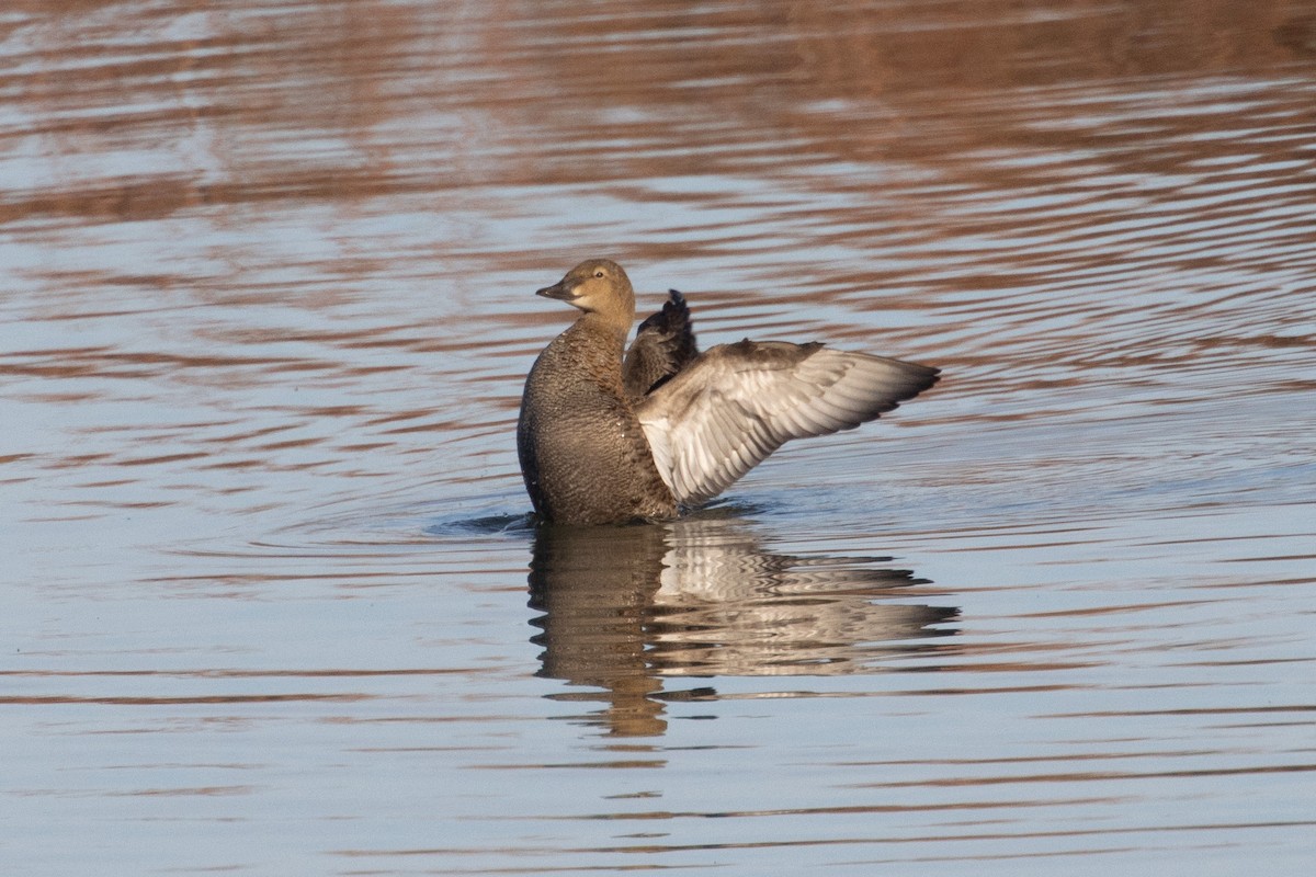 King Eider - ML645371457