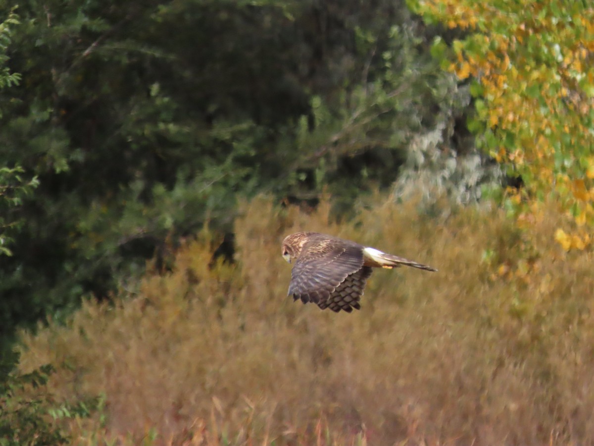 Northern Harrier - ML645371458
