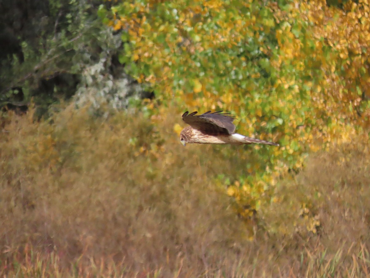 Northern Harrier - ML645371460