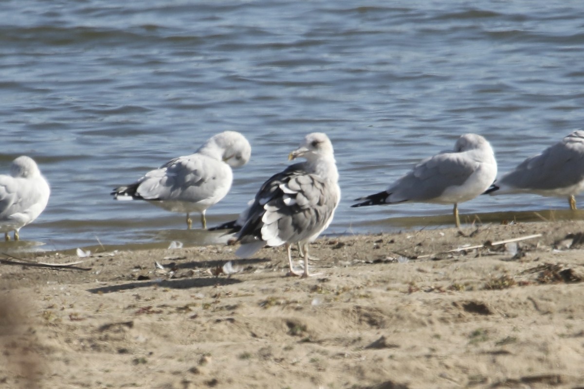 Lesser Black-backed Gull - ML645371470