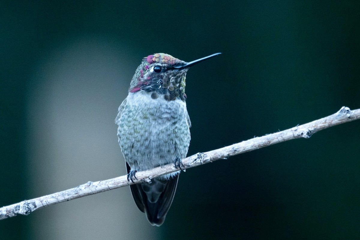 Anna's Hummingbird - ML645371471