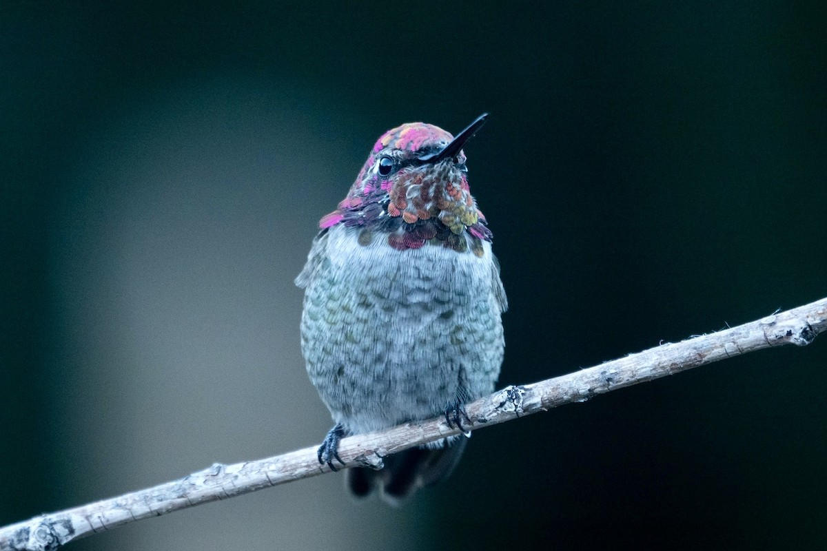 Anna's Hummingbird - ML645371472