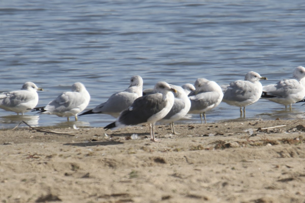 Lesser Black-backed Gull - ML645371473
