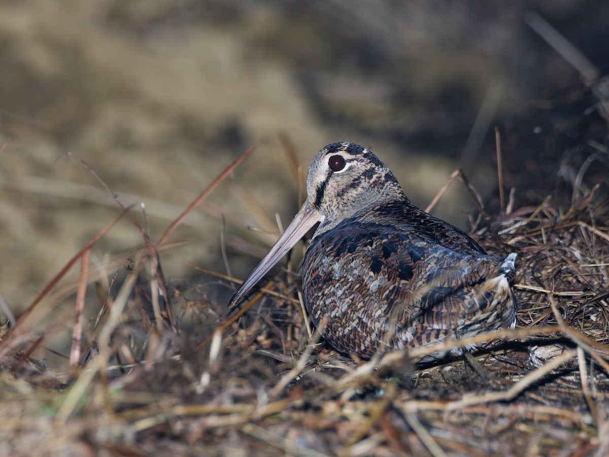 山鷸 - ML645371479