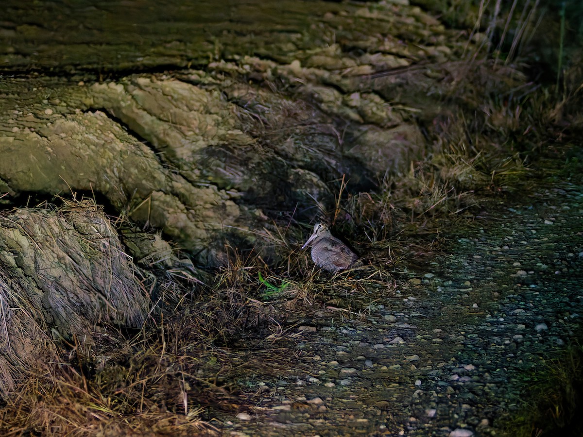 山鷸 - ML645371483