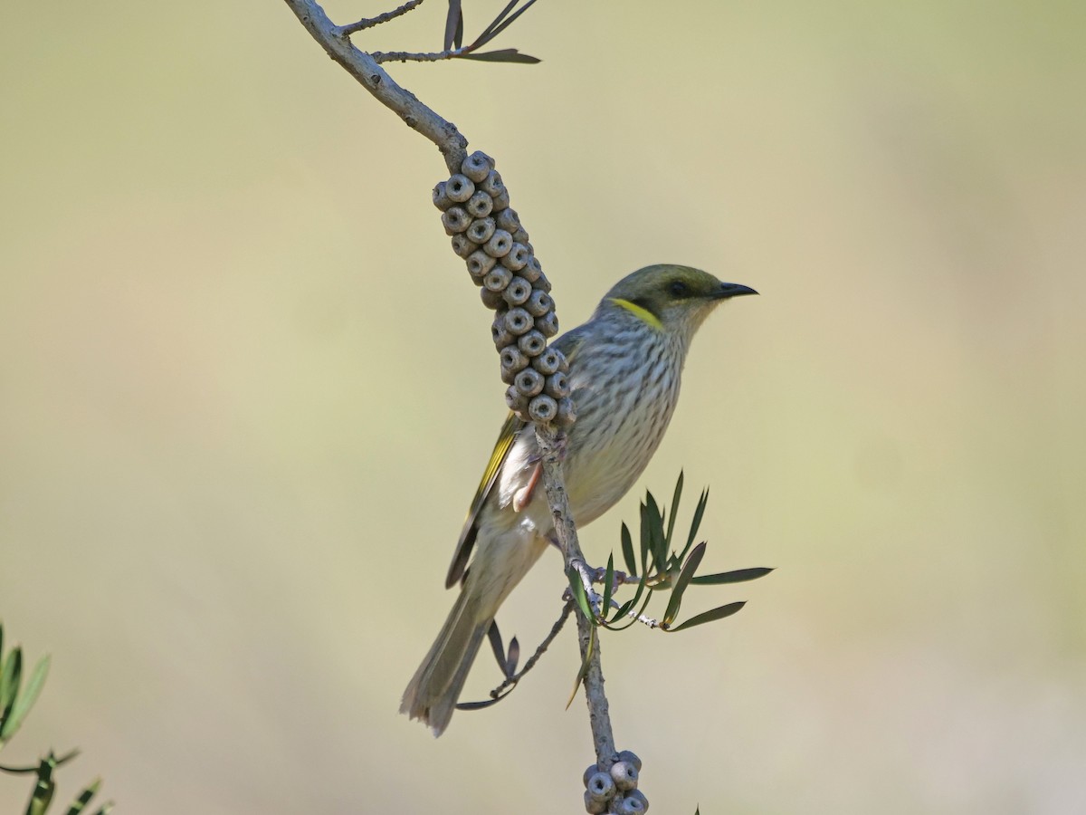 Méliphage orné - ML645371486