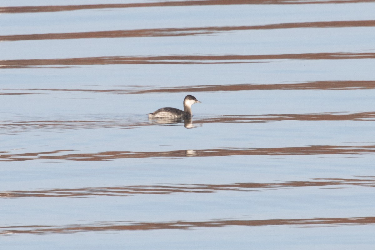 Horned Grebe - ML645371488