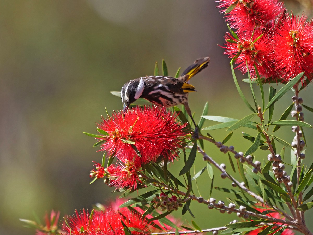 White-cheeked Honeyeater - ML645371493