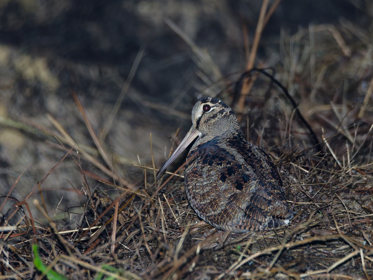 山鷸 - ML645371497