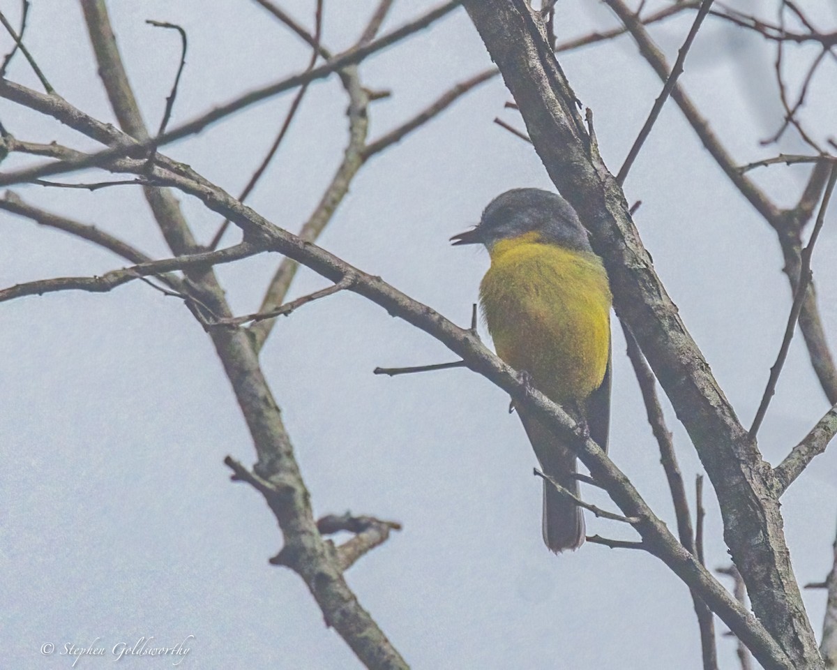 Doğulu Sarı Bülbül - ML645371501