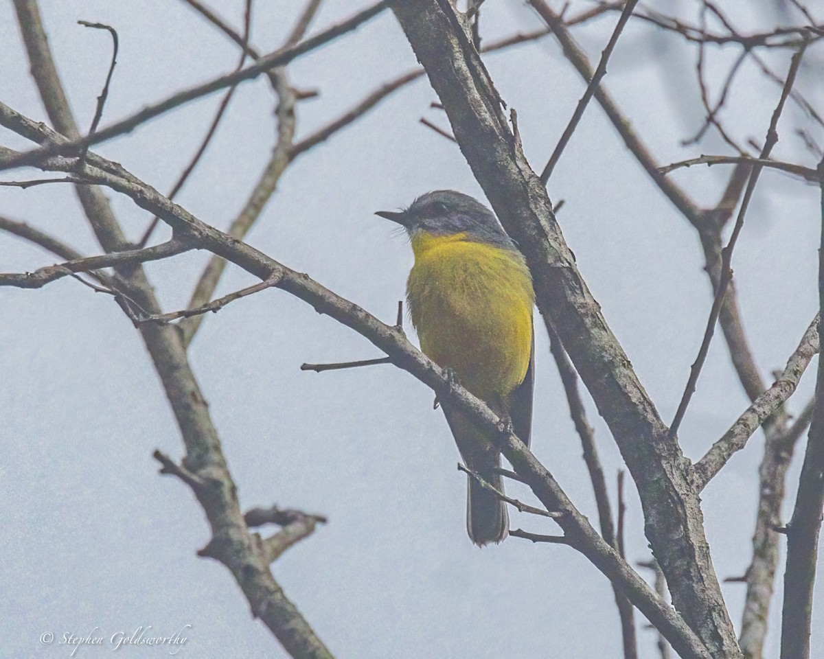 Doğulu Sarı Bülbül - ML645371502