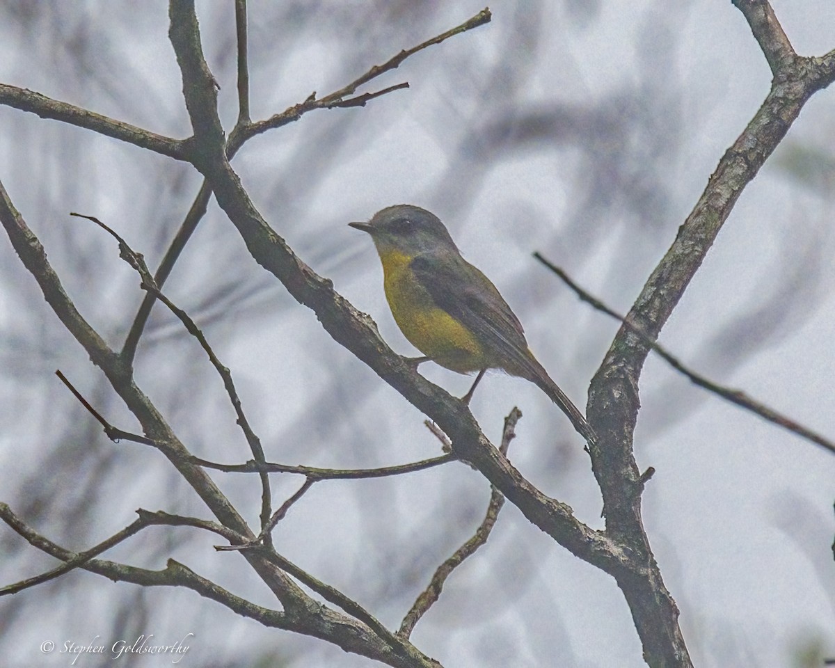 Doğulu Sarı Bülbül - ML645371503