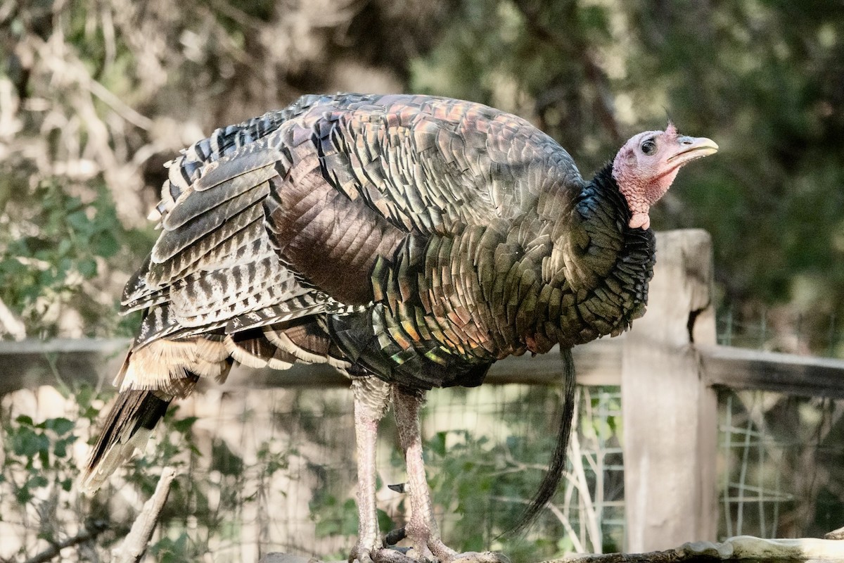 Wild Turkey - ML645371506