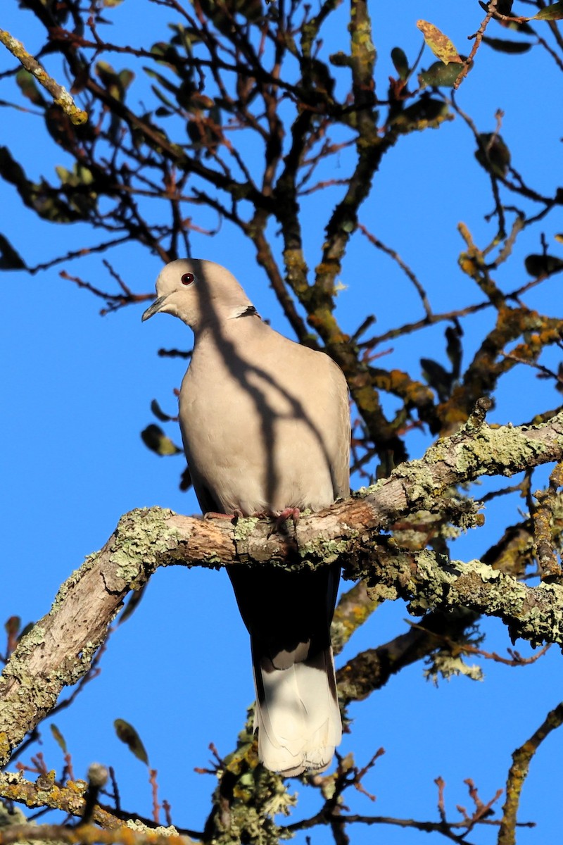 Eurasian Collared-Dove - ML645371507