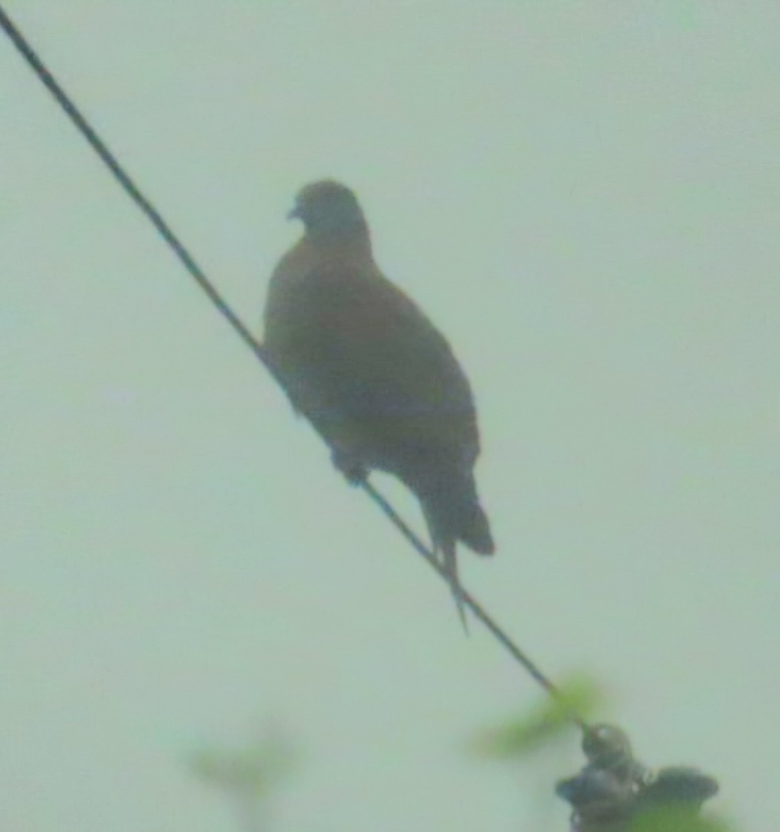 Paloma Colorada - ML645371508