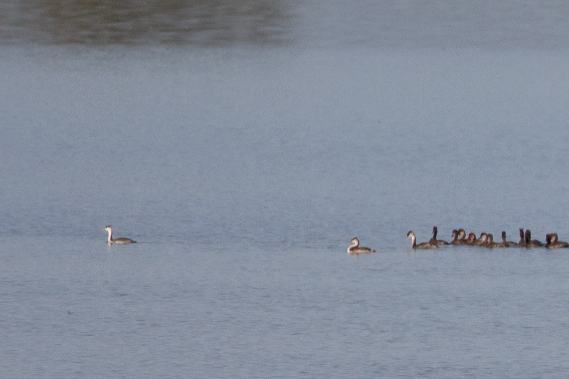 Great Crested Grebe - ML645371516
