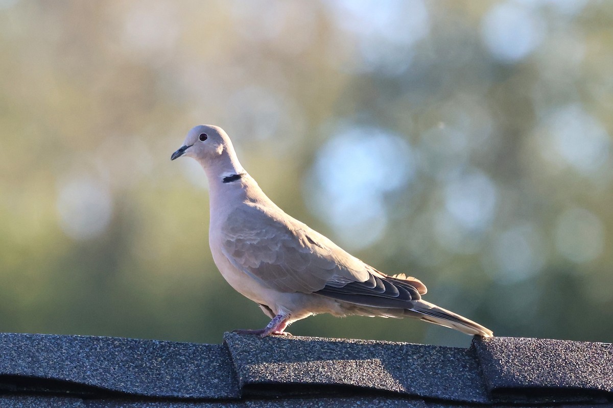 Eurasian Collared-Dove - ML645371517