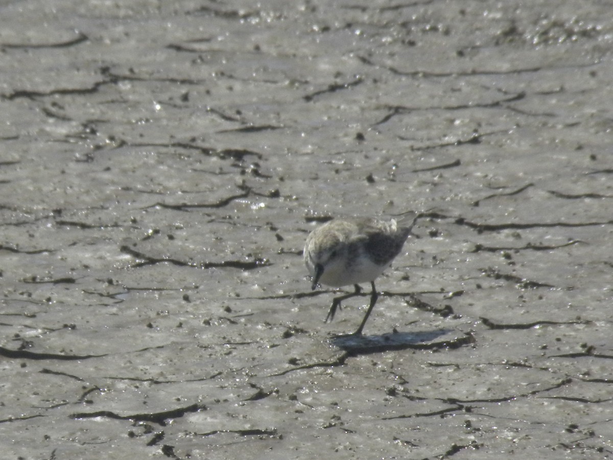 Semipalmated Sandpiper - ML645371524