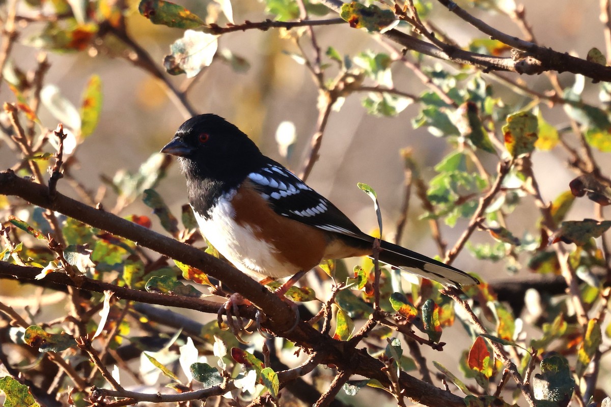 Spotted Towhee - ML645371528