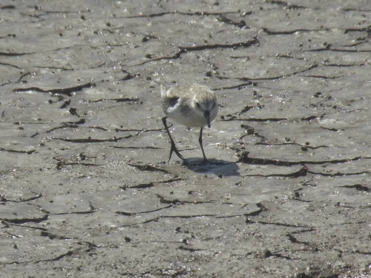 Semipalmated Sandpiper - ML645371537