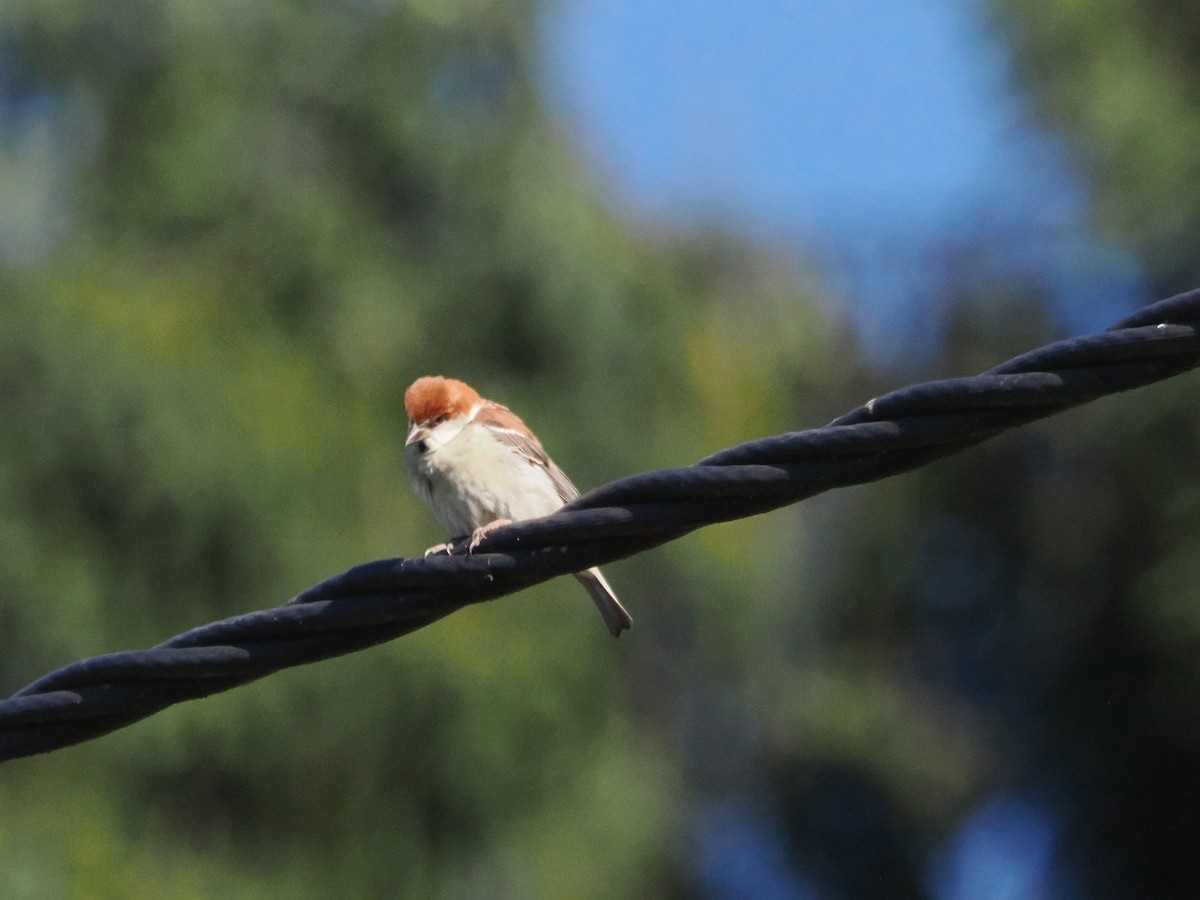 Горобець рудий - ML645371568