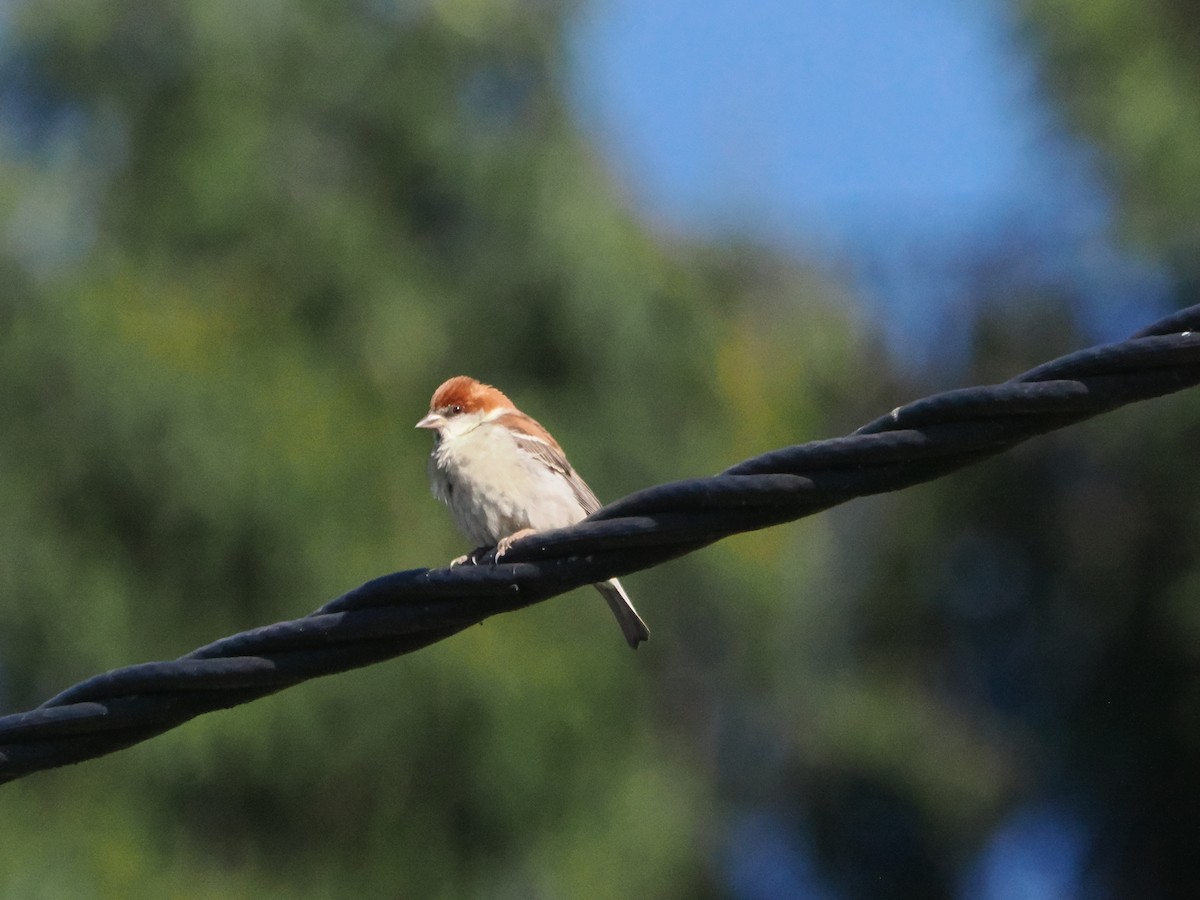 Горобець рудий - ML645371569
