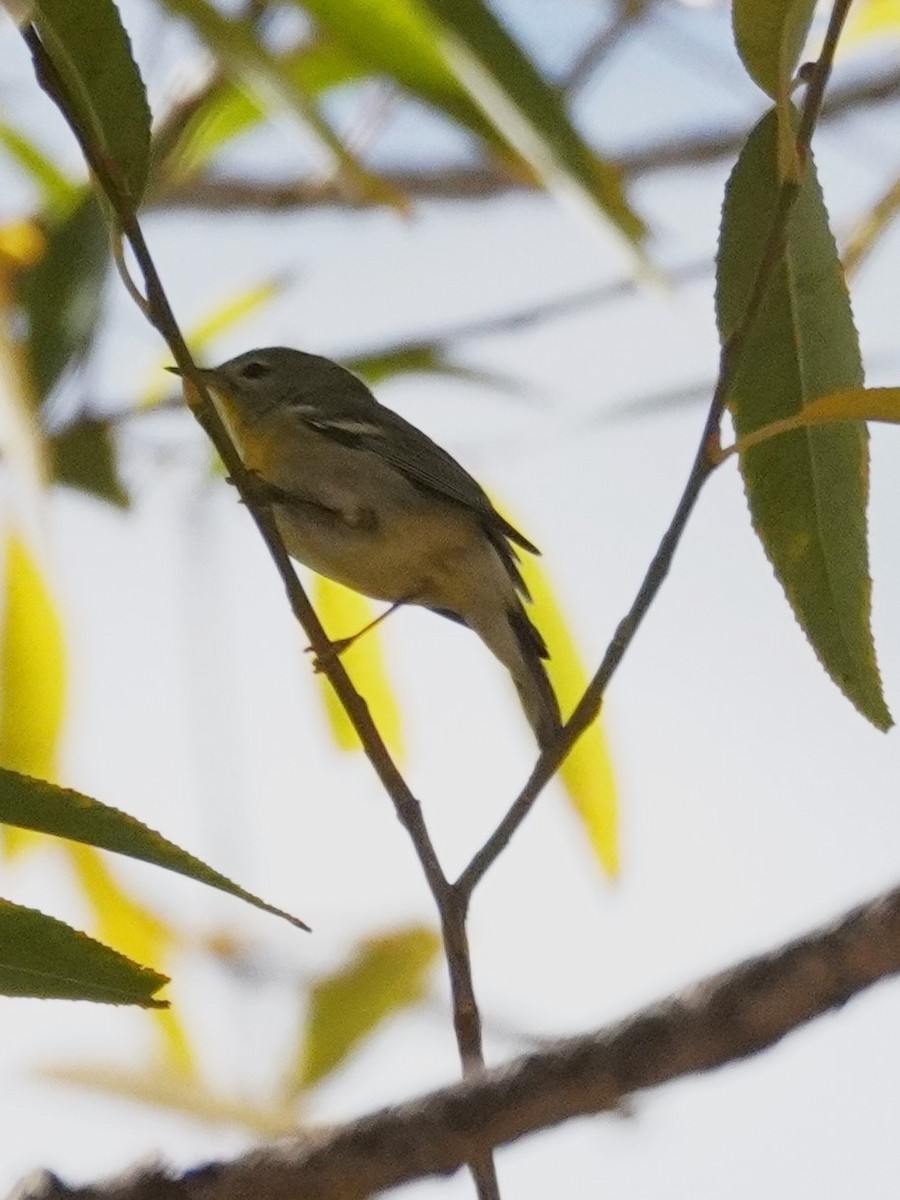 Northern Parula - ML645371571