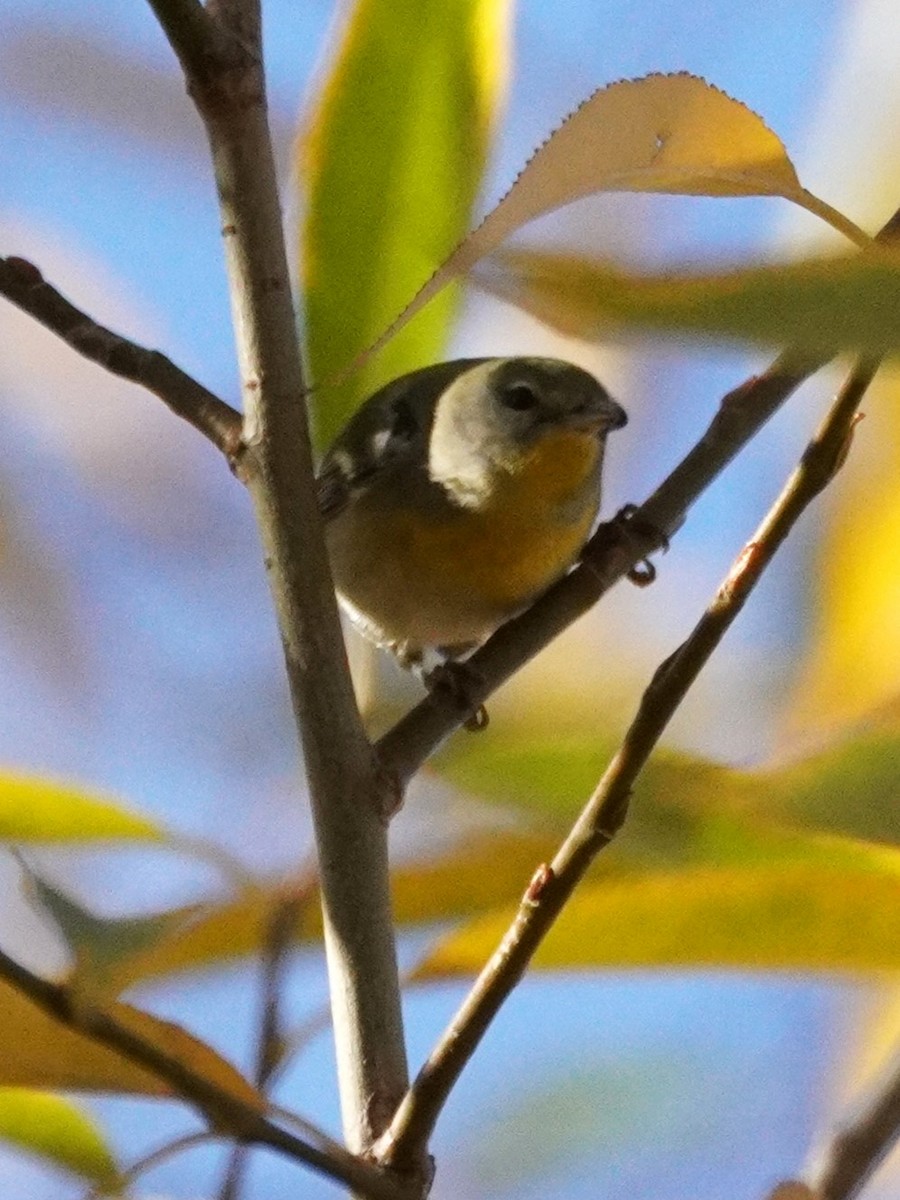 Northern Parula - ML645371576