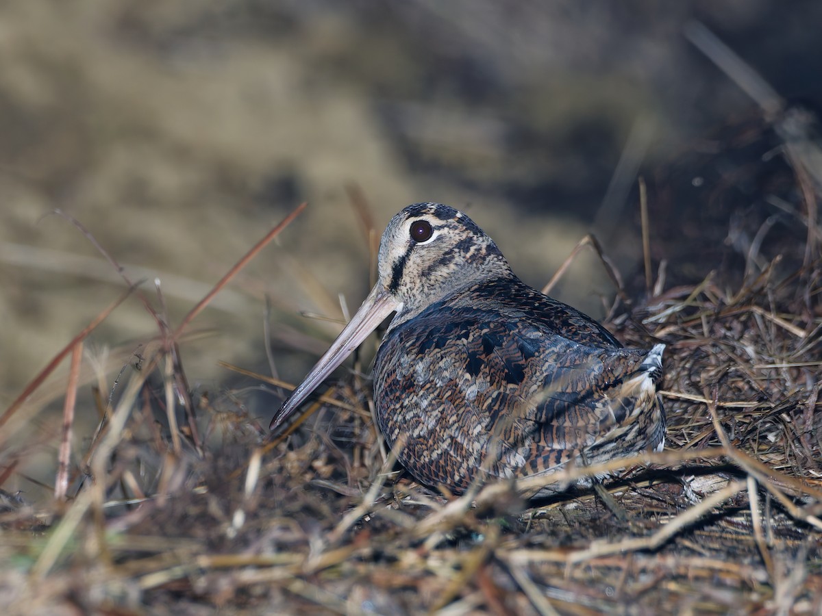 山鷸 - ML645371588