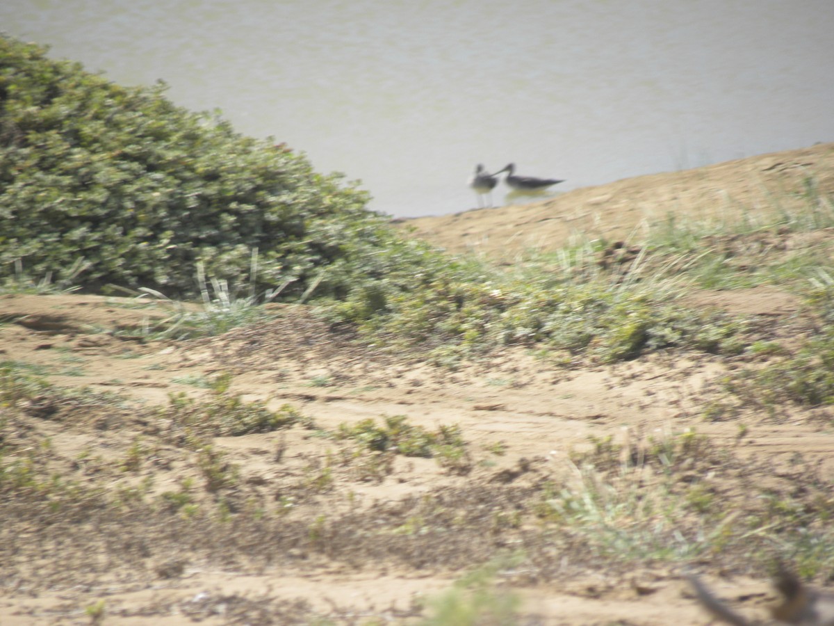 Greater Yellowlegs - ML645371589