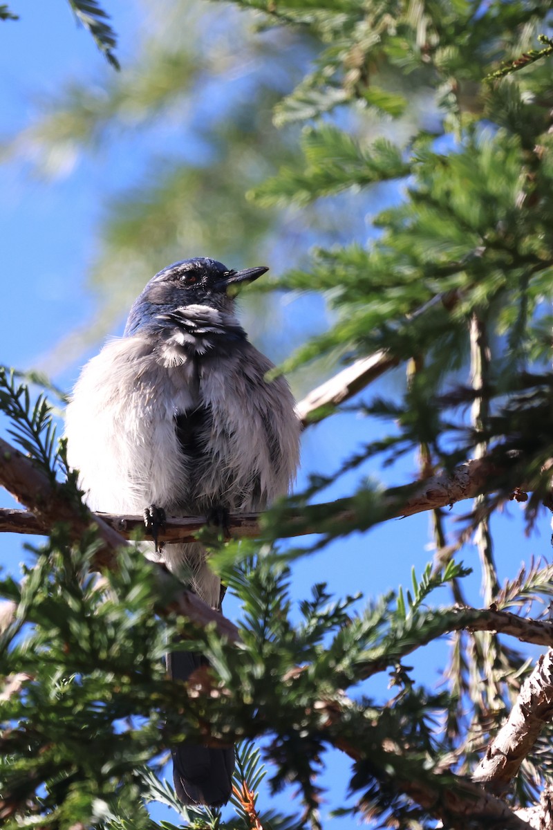 California Scrub-Jay - ML645371590