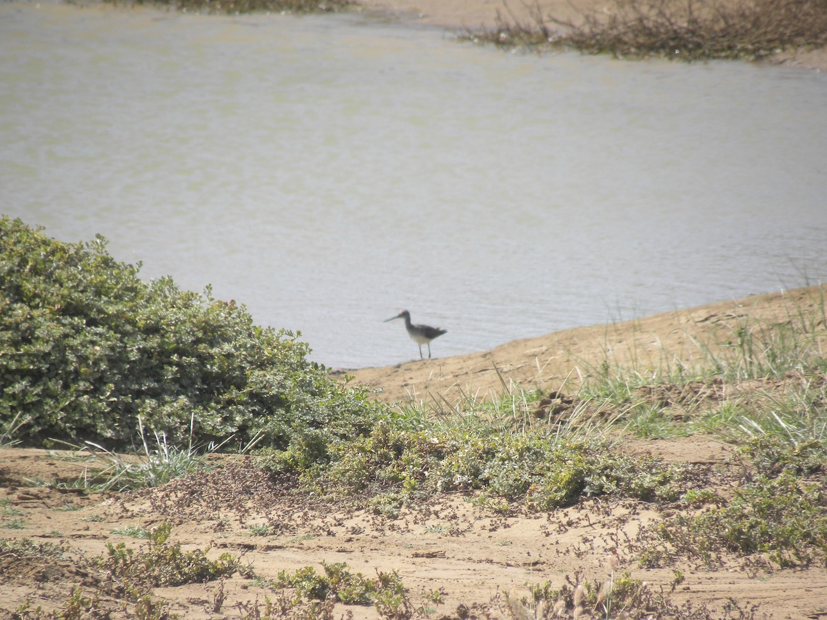 Greater Yellowlegs - ML645371597