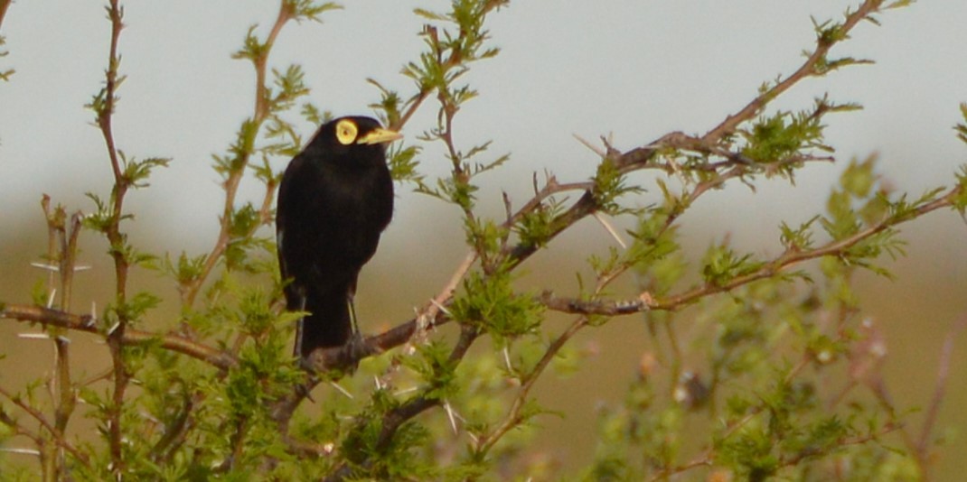 Spectacled Tyrant - ML645371600