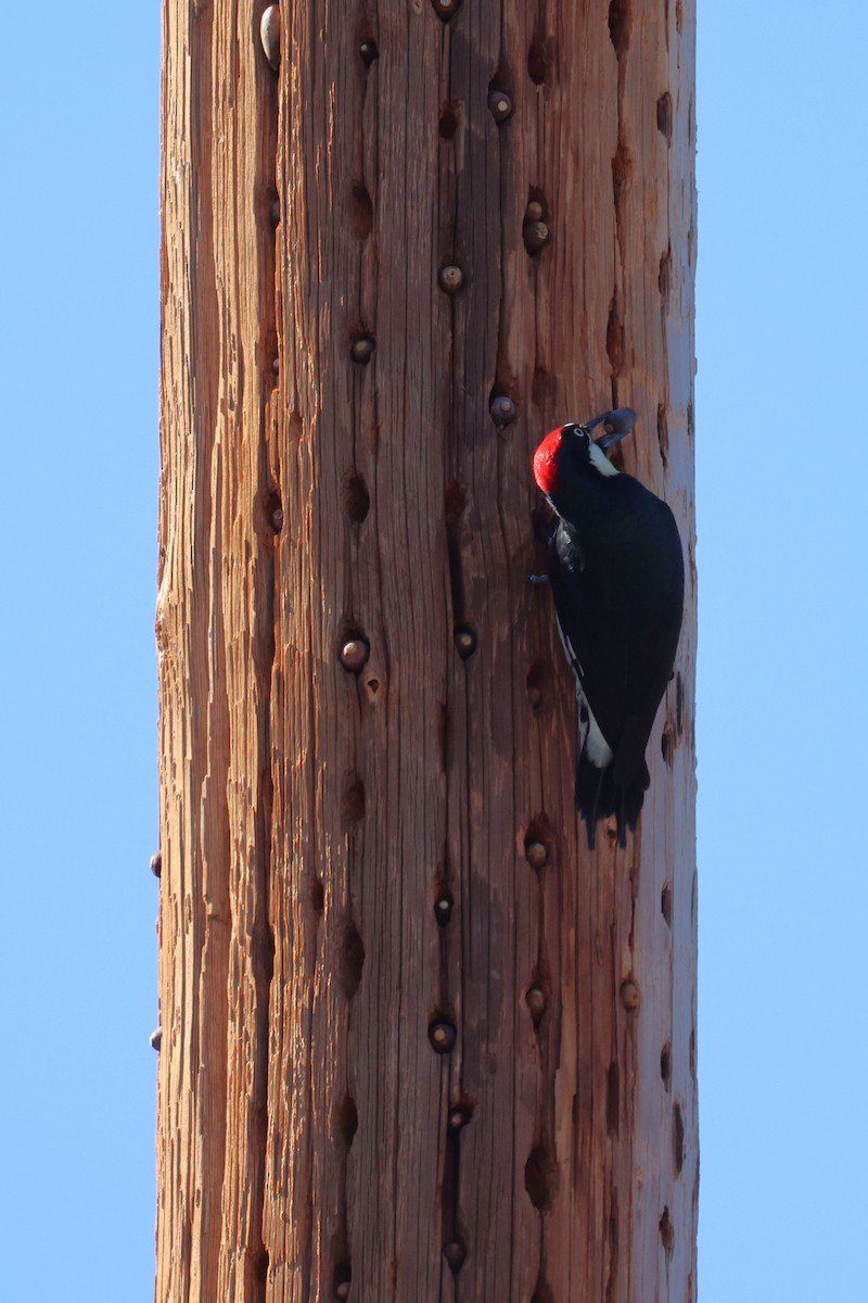 Acorn Woodpecker - ML645371604