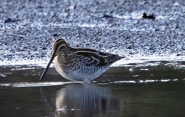 Wilson's Snipe - ML645371608