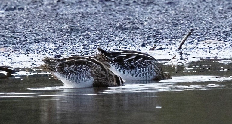 Wilson's Snipe - ML645371609