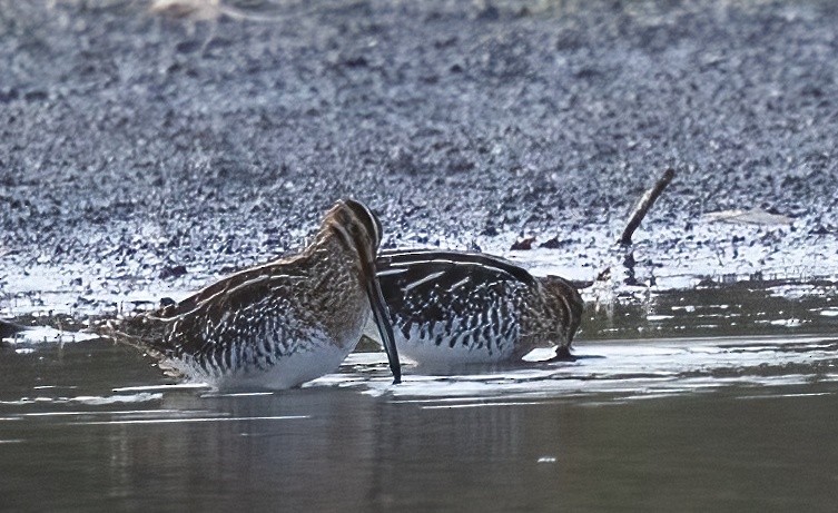 Wilson's Snipe - ML645371610