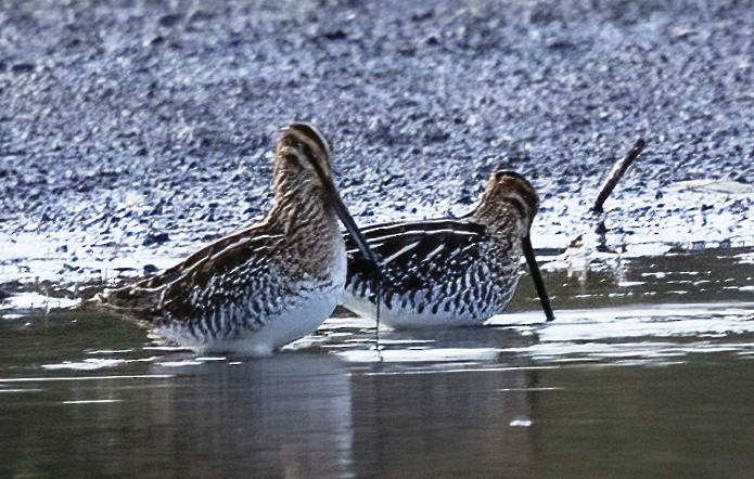 Wilson's Snipe - ML645371611