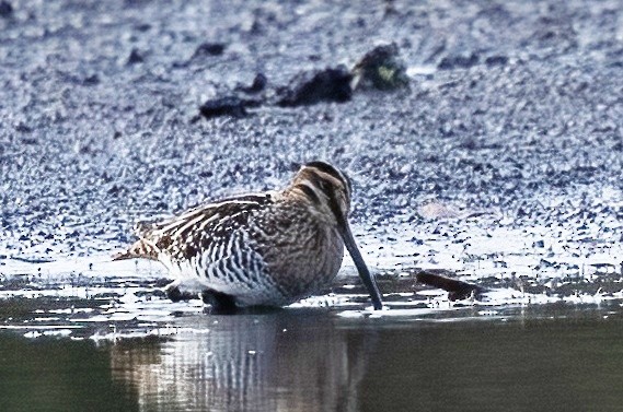 Wilson's Snipe - ML645371612