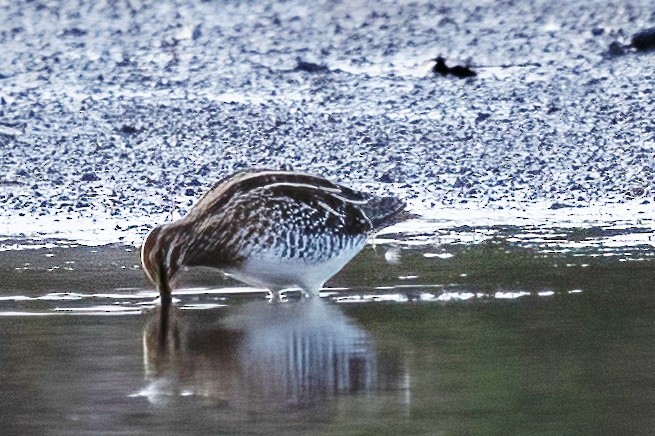 Wilson's Snipe - ML645371613