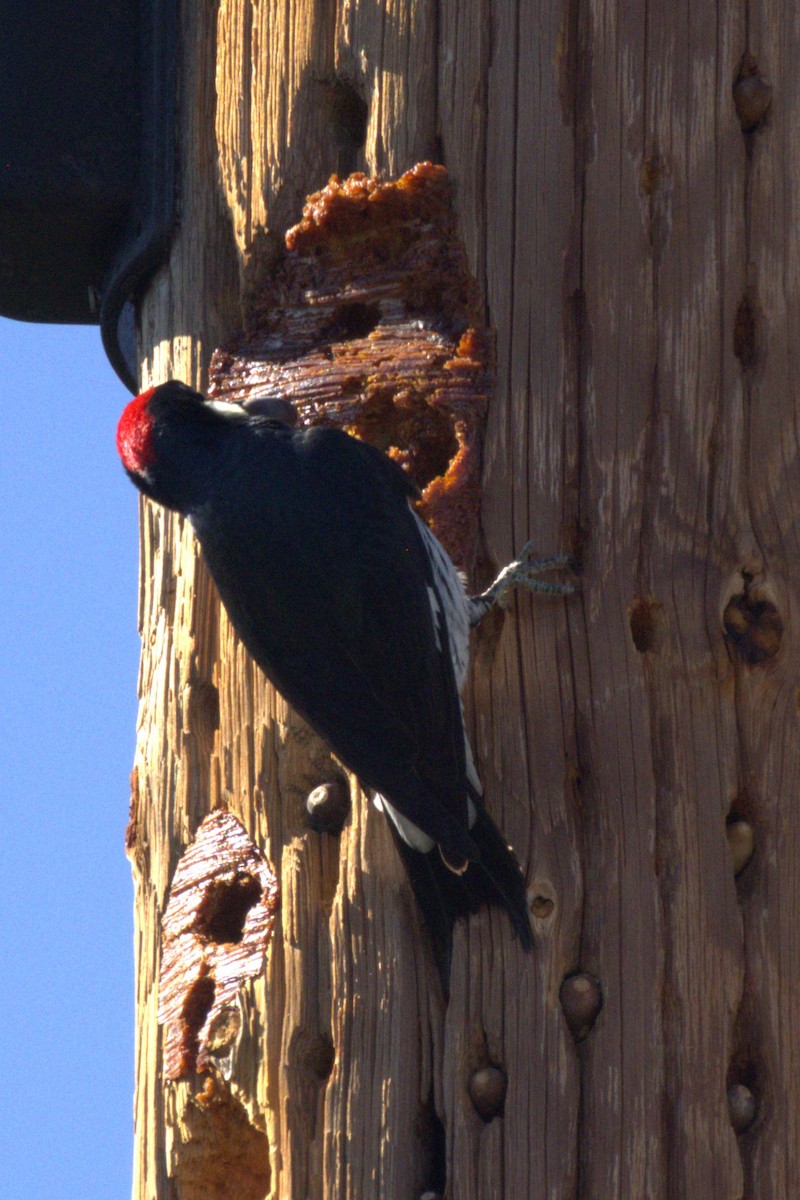 Acorn Woodpecker - ML645371614