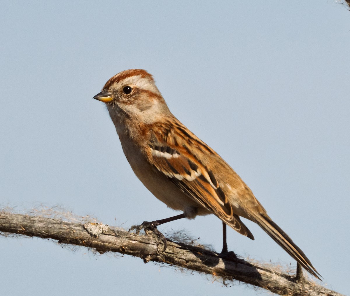 American Tree Sparrow - ML645371615