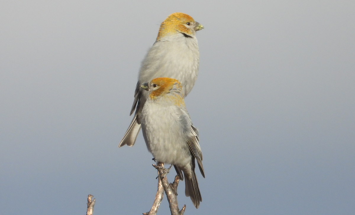 Pine Grosbeak - ML645371628